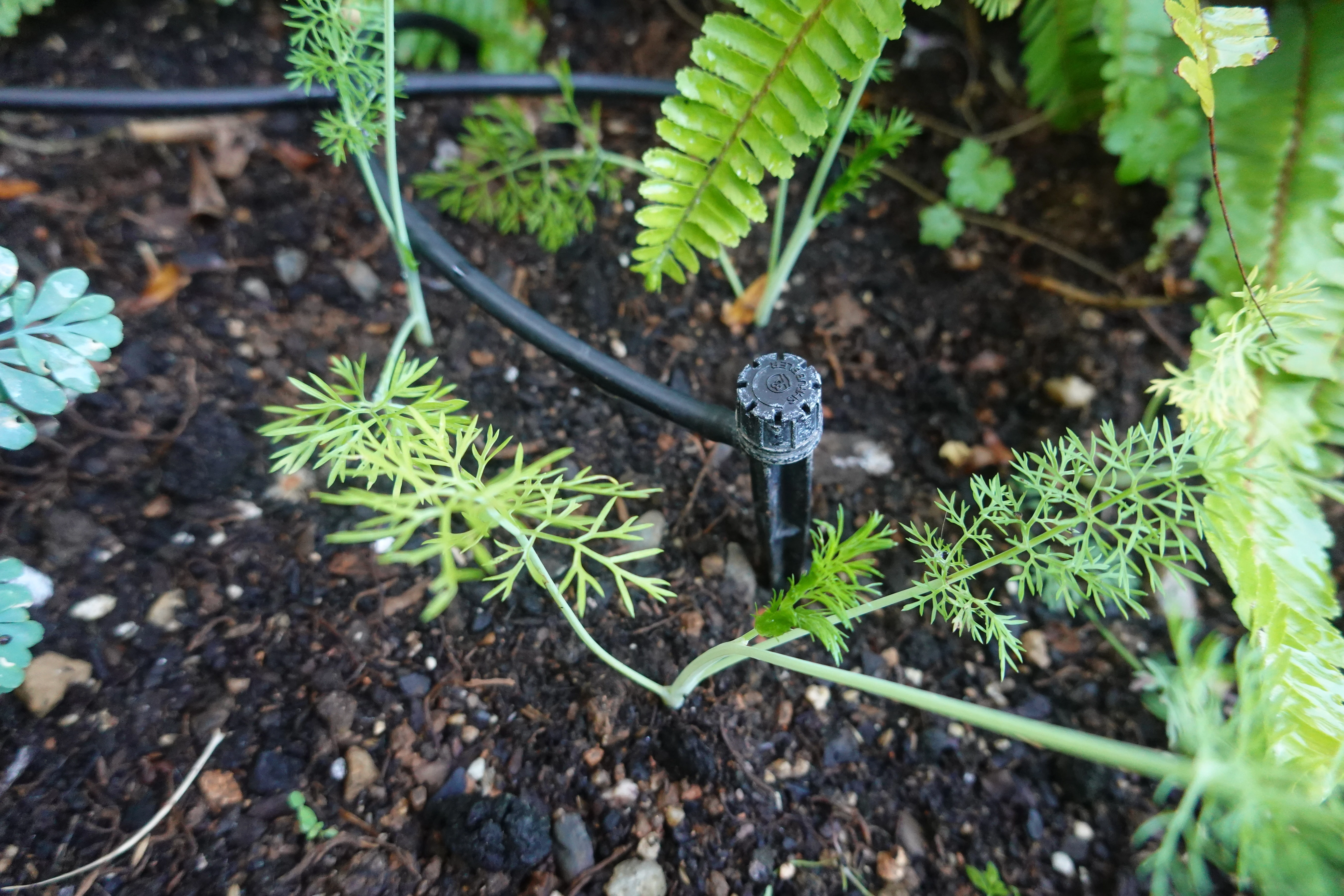 The Right Way to Water Your Yard Through an Okanagan Summer