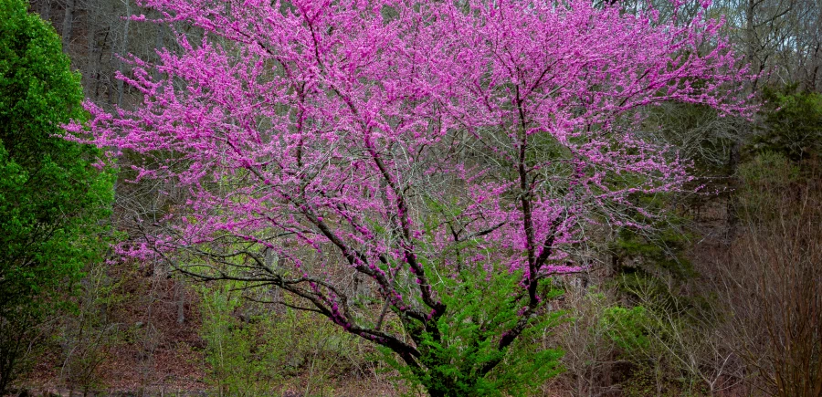 The 5 Best Trees for Okanagan Gardens in Fall: Synergy Team Favourites