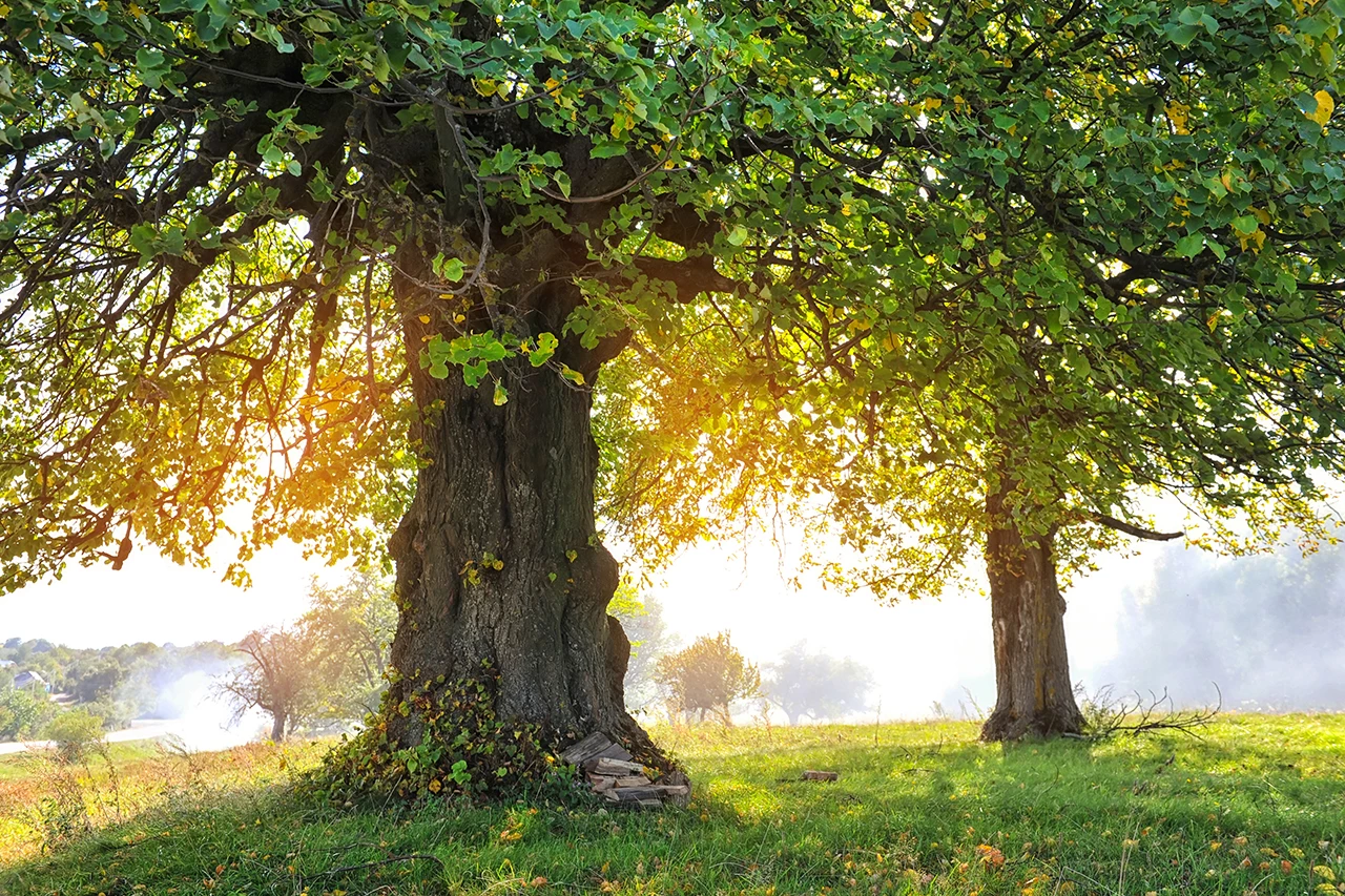 Get to the Root of the Matter with Proper Tree Planting Techniques