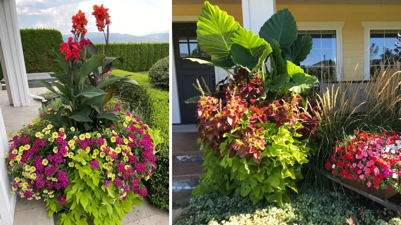Bright seasonal annuals in the Okanagan region.